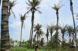 HL--foto pohon kelapa yang terserang hama ulat bulu desa gaga kecamatan paku haji--harso (8)