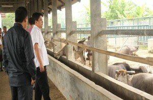 NIPAL - LEBAK, ANGGOTA DEWAN SIDAK KERBAU